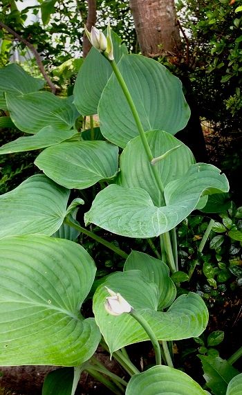 �[���i�M�{�E�V�j