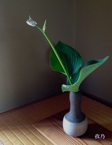 �[���i�M�{�E�V�j