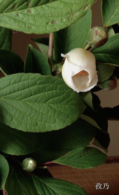 �������Q