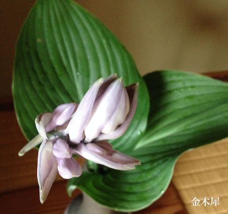 �[���i���ڂ����j