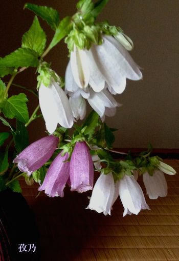 �u�܁i�ق���Ԃ���j