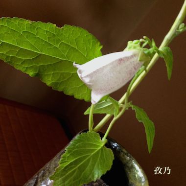 �u�܁i�ق���Ԃ���j