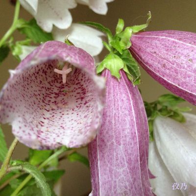 �u�܁i�ق���Ԃ���j