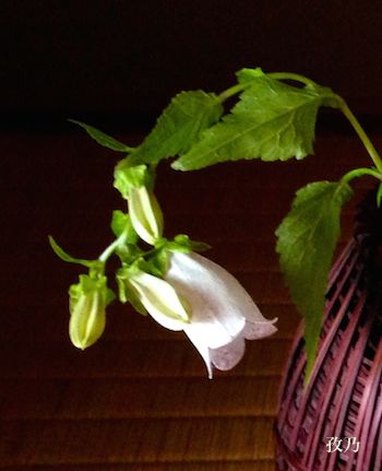 �u�܁i�ق���Ԃ���j