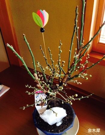 ���~�[���؍�