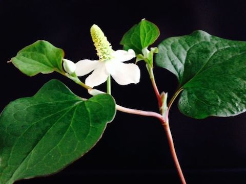 �ǂ����݂̉�