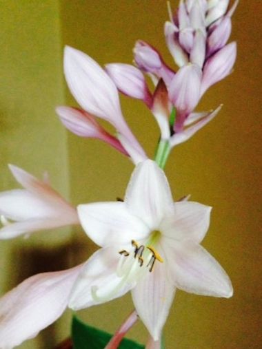 �[���i���ڂ����j