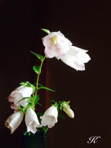 �u�܁i�z�^���u�N���j