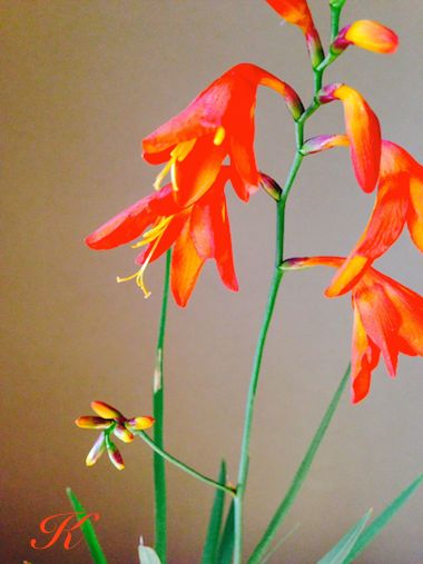 �w���i�Ђ�������������j