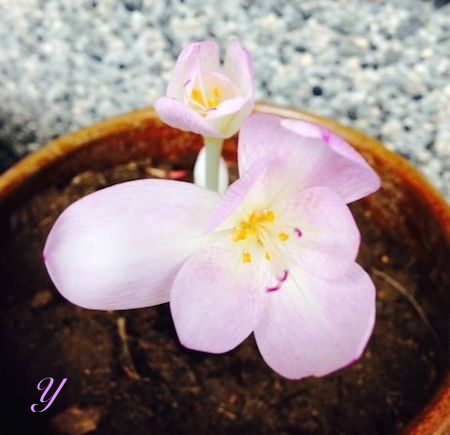 �R���`�J��