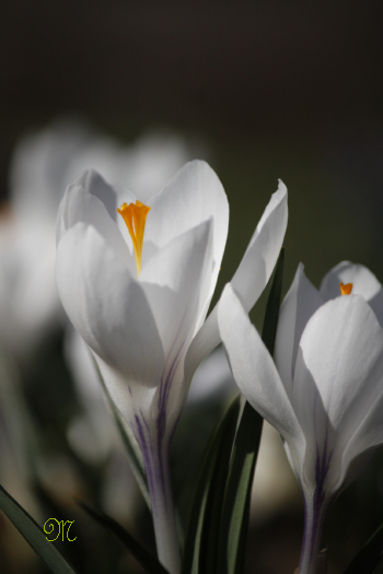 �N���b�J�X