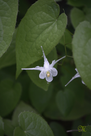 �����ԃV���[�Y�Q