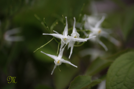 �����ԃV���[�Y�R