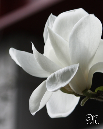 �����ԃV���[�Y4