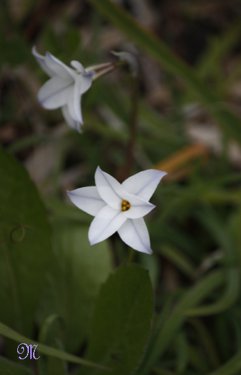 �����ԃV���[�Y6