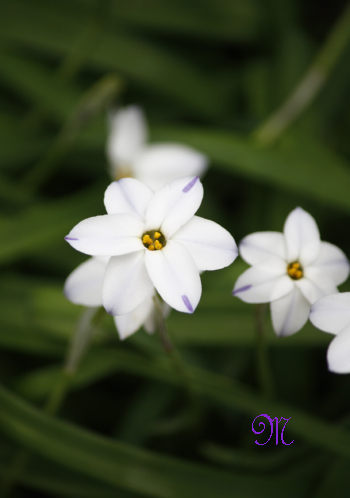 �����ԃV���[�Y7