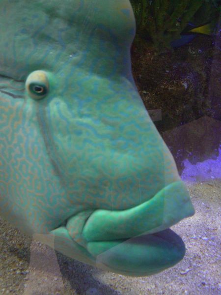 �i�|���I���t�B�b�V���i���K�l���`�E�I�j