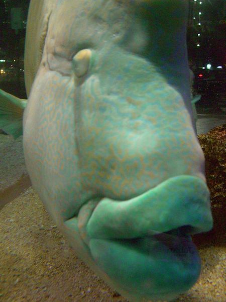 �i�|���I���t�B�b�V���i���K�l���`�E�I�j