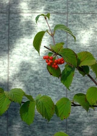 �Ԃ����������X�H��