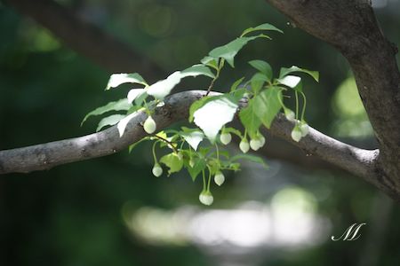 �G�S�m�L�̎�