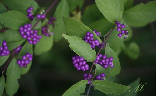 �������̎�