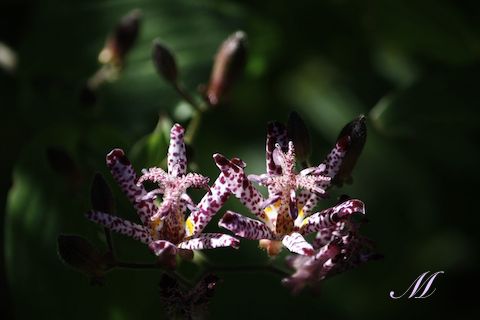 �m�C���i�z�g�g�M�X���j