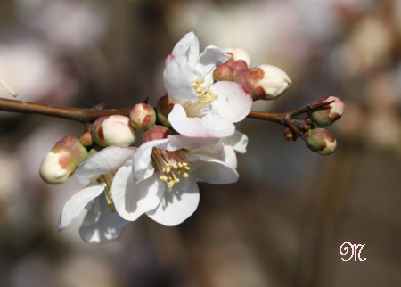 皇居お堀に咲く花