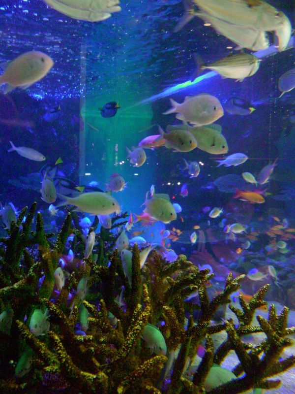 ����\�j�[�r���M�ы�