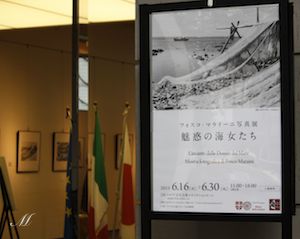 �t�H�X�R�E�}���C�[�j�ʐ^�W�u���f�̊C�������v